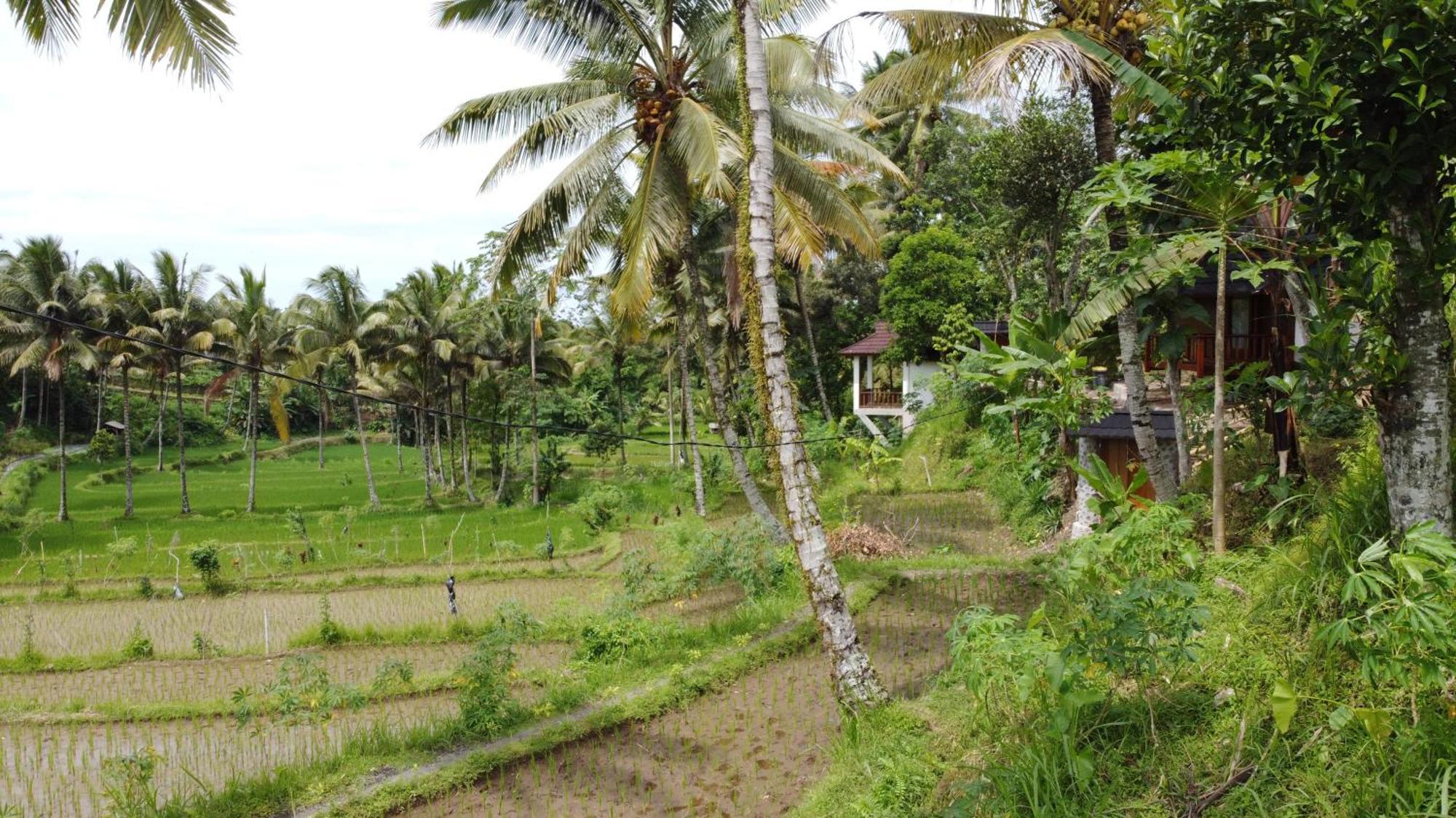 Nea Cottage Lombok Tetebatu Exterior foto